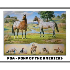 Breyer Traditional Pony Of The Americas