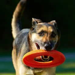Chuck It Chuckit! Rugged Flyer Dog Toy