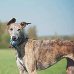 Chuck It Chuckit! Ultra Squeaker Ball Dog Toy