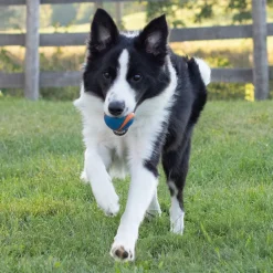 Chuck It Chuckit! Ultra Squeaker Ball Medium