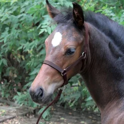 Connemara Foal Halter W/ Catch Strap