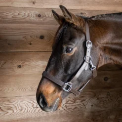 Everyday Essential Leather Halter
