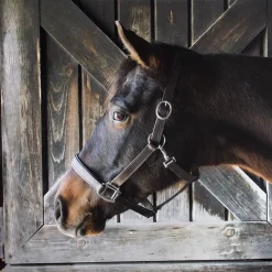 Everyday Essential Leather Halter