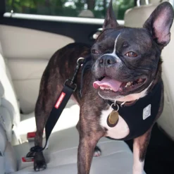 Ezy Dog EZydog Click N Go Adjustable Car Restraint