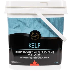 Golden Horseshoe Kelp 5.5 kg