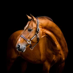 Horseware Ireland Horseware Signature Leather Halter