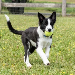Kong Airdog SqueakAir Ball