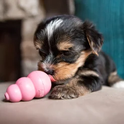 Kong Puppy