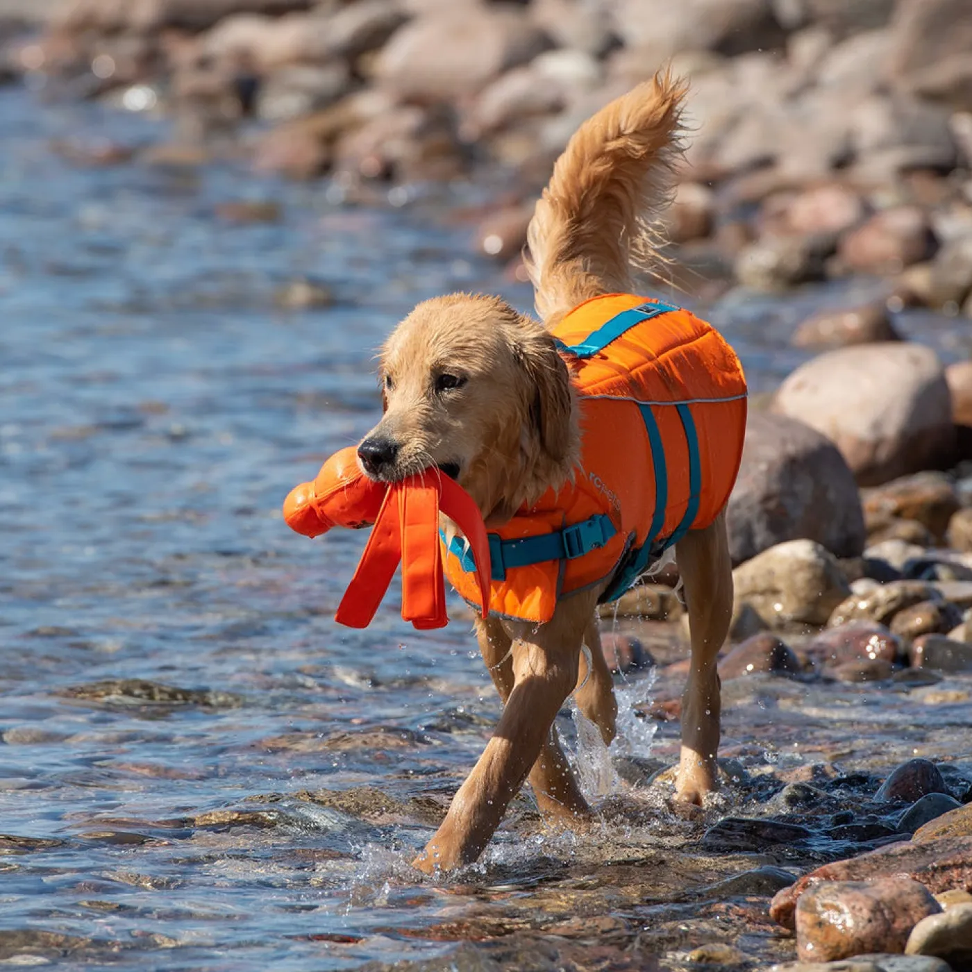 RC Pet Products RC Pet Tidal Life Vest