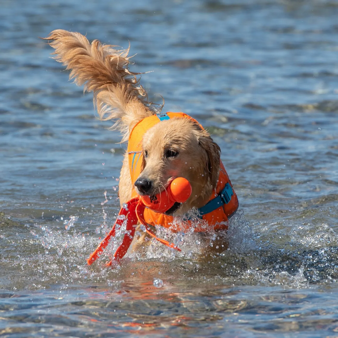 RC Pet Products RC Pet Tidal Life Vest