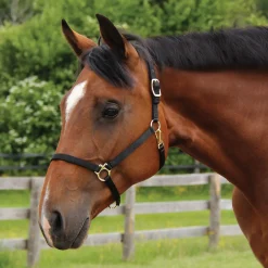 Shedrow Deluxe 3/4 in. Halter