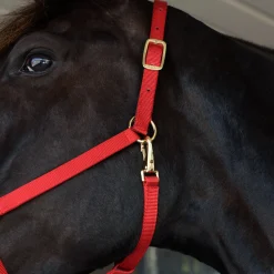 Shedrow Deluxe 3/4 in. Halter