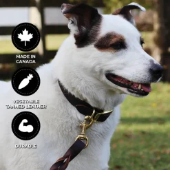 Shedrow K9 Bristol II Flat Leather Collar