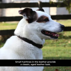 Shedrow K9 Bristol II Flat Leather Collar