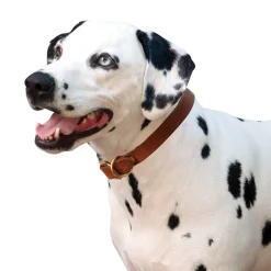 Shedrow K9 Bristol II Flat Leather Collar