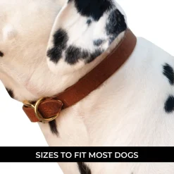 Shedrow K9 Bristol II Flat Leather Collar