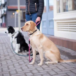 Shedrow K9 Camino Rope Leash