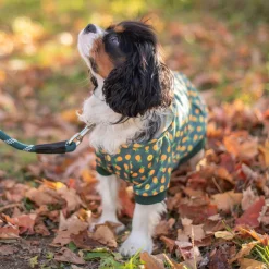 Shedrow K9 Canmore Dog Hoodie