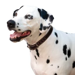 Shedrow K9 Richmond II Top Stitch Leather Collar