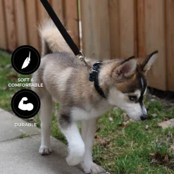 Shedrow K9 Rideau Braided Rope & Leather Leash