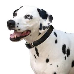 Shedrow K9 Tofino II Waterproof Collar