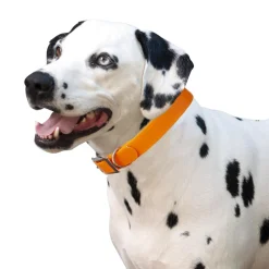 Shedrow K9 Tofino II Waterproof Collar