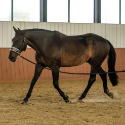 Supra Lunge Cavesson