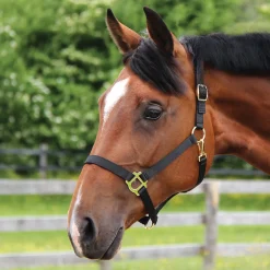Supra Stable Halter