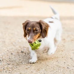Tall Tails Natural Rubber Acorn Toy